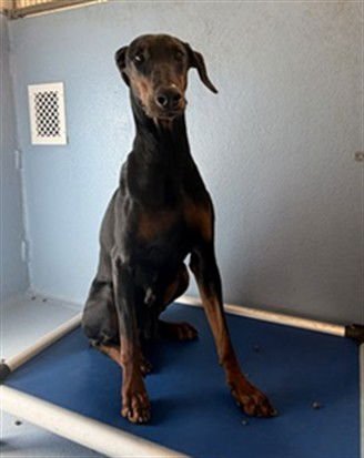 ELLIE MAY - Doberman Pinscher available for adoption