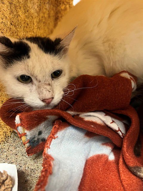 TOBY - Domestic Short Hair available for adoption