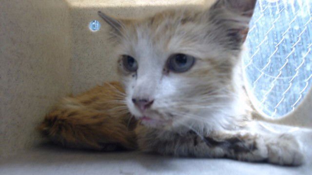 PONYA - Domestic Long Hair available for adoption