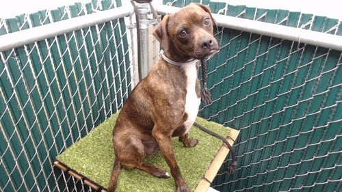 SONRISA - Chihuahua available for adoption