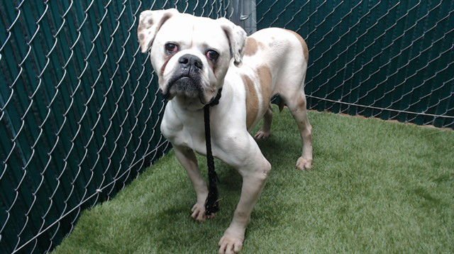 JAY JEY - American Bulldog available for adoption
