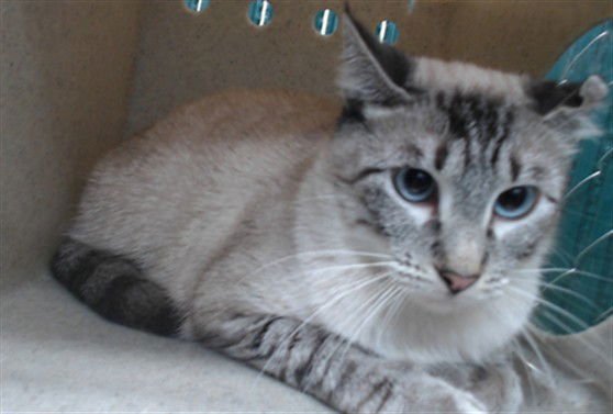 FIFI - Siamese available for adoption