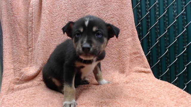 ROME - Australian Cattle Dog/Blue Heeler available for adoption