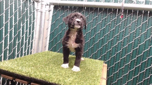 DALE DOBACK - Pit Bull Terrier available for adoption