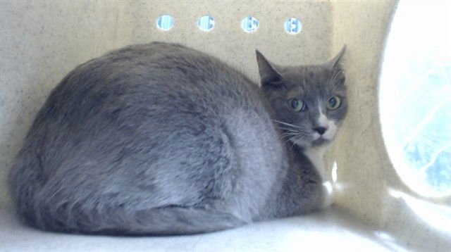 TINKER - Domestic Short Hair available for adoption