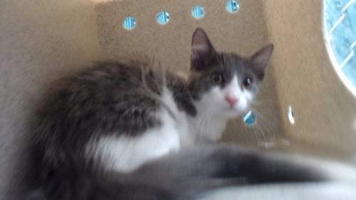 BARBI - Domestic Medium Hair available for adoption