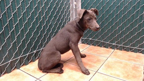 NALA - Doberman Pinscher available for adoption