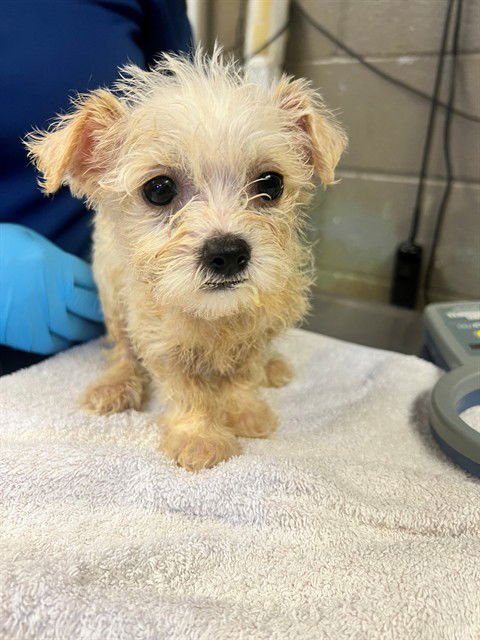 A5761890 - Terrier available for adoption