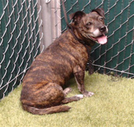 TIGER - Terrier available for adoption