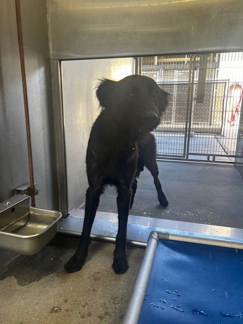 WAZOWSKI - Labrador Retriever available for adoption