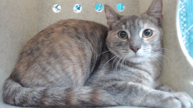 LOCA - Domestic Short Hair available for adoption
