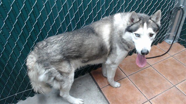 ROCKY - Siberian Husky available for adoption