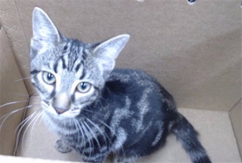 MICAH - Domestic Short Hair available for adoption