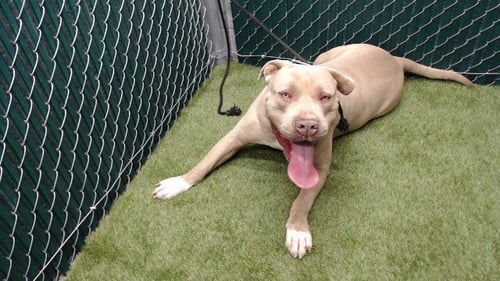GUERO - Pit Bull Terrier available for adoption