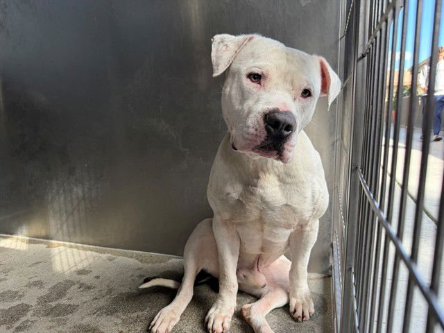 BLUE - American Bulldog / Pit Bull Terrier available for adoption