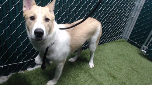 SAMBA - Siberian Husky / German Shepherd Dog available for adoption