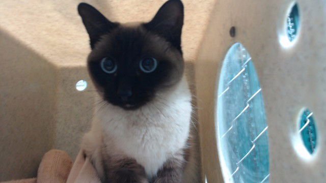 MOCHI - Siamese available for adoption