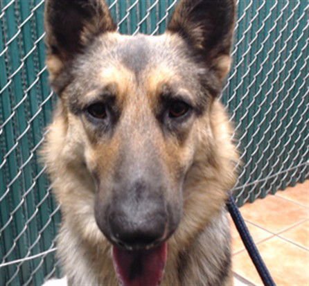 SHYLA - German Shepherd Dog available for adoption