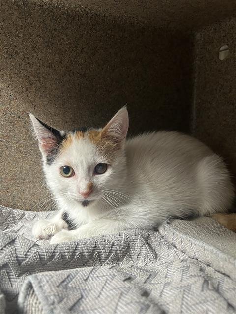 APOLLONIA - Domestic Medium Hair available for adoption