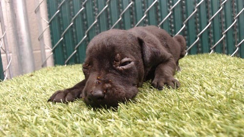 KITKAT - Pit Bull Terrier available for adoption