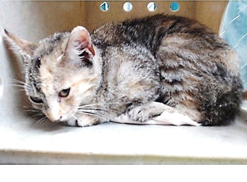 BESSIE - Domestic Short Hair available for adoption