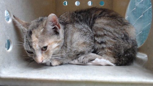 A5793963 - Domestic Short Hair available for adoption