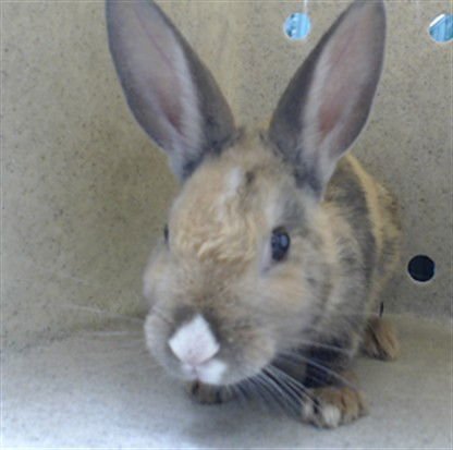 CARROT CAKE - Shorthaired Rabbit available for adoption