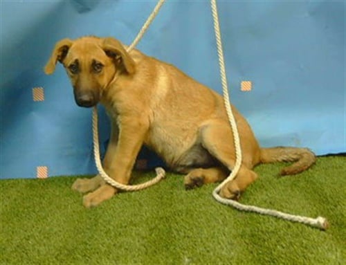 CAROLINA - German Shepherd Dog available for adoption