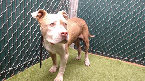 JONNY - Pit Bull Terrier available for adoption