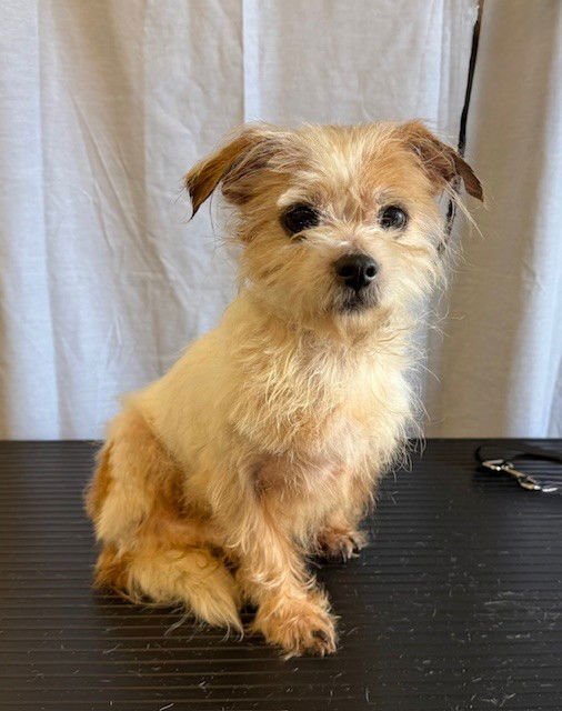 MAX - Terrier available for adoption