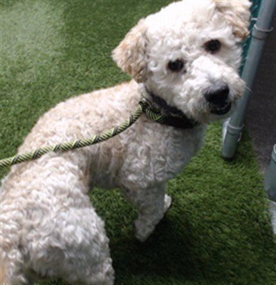 A5800217 - Maltese / Poodle (Miniature) available for adoption