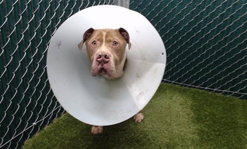 ROBOTRON - Pit Bull Terrier available for adoption