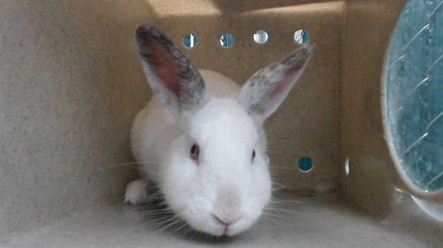 RASPBERRY - Shorthaired Rabbit available for adoption