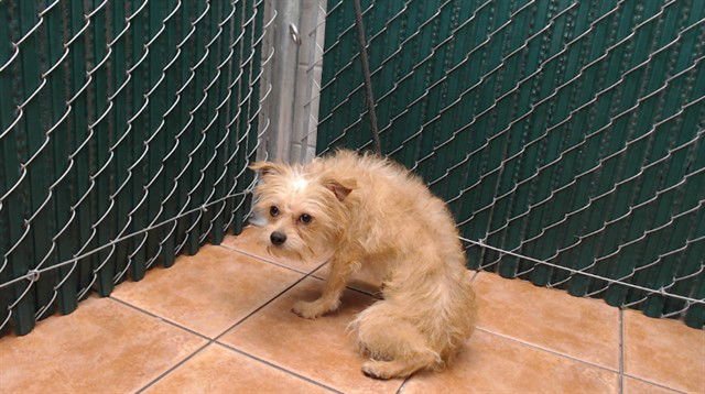 BRUNO - Terrier available for adoption