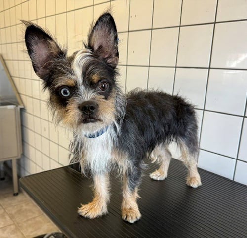 RICKY LAKE - Australian Terrier / Terrier available for adoption