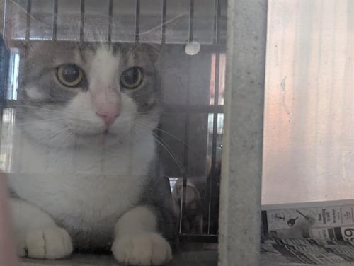 FURBALL - Domestic Short Hair available for adoption