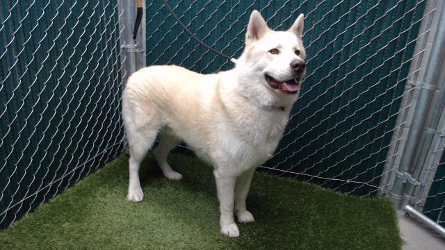 FRANCES BUCKLEY - Alaskan Malamute available for adoption