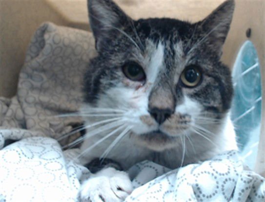 MUNCHIES - Domestic Short Hair available for adoption