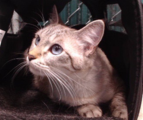 COOKIE - Domestic Short Hair available for adoption