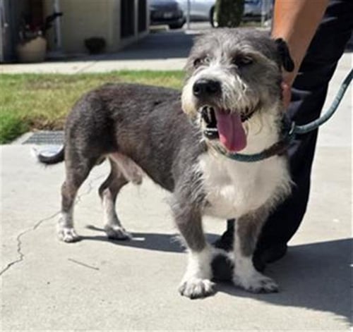 ACE - Miniature Schnauzer available for adoption