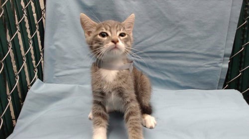 GEORGE - Domestic Short Hair available for adoption