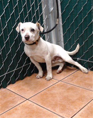 JELLY ROLL - Terrier available for adoption