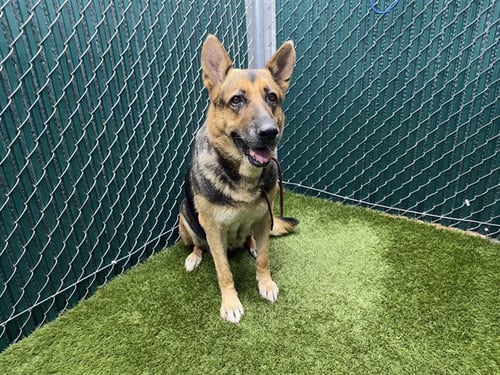 LADY - German Shepherd Dog available for adoption