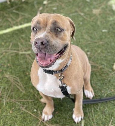 MARLEY - Pit Bull Terrier available for adoption