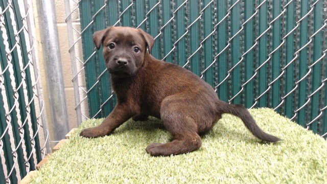 CHERRY - Rottweiler available for adoption