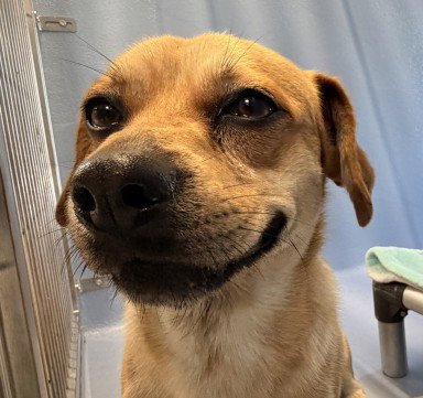 PETER PIPER - Dachshund available for adoption