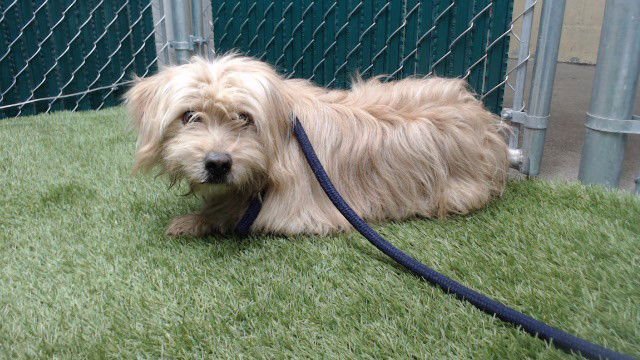 BRUNO - Terrier available for adoption