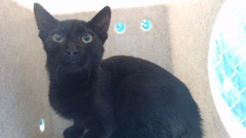 BOBA - Domestic Short Hair available for adoption