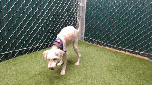 DOMINO - Poodle (Miniature) available for adoption