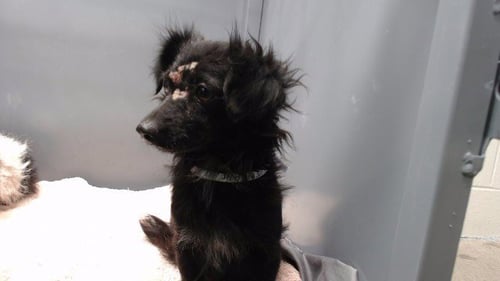 CAMILA - Terrier available for adoption
